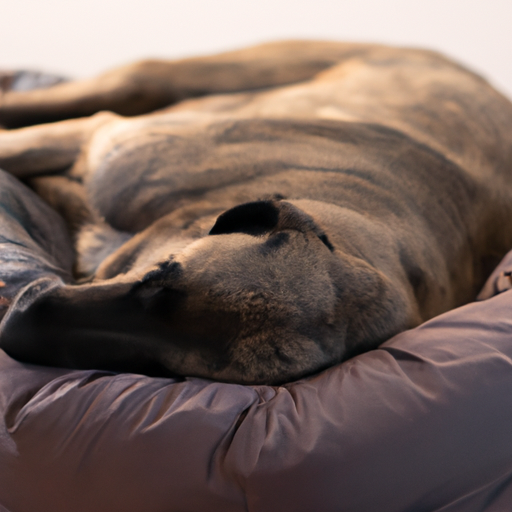 כלב גדול שרוע בנוחות על מיטת כלב מרווחת.